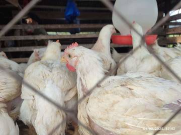 Harga Ayam di Pasar Takengon Stabil Tinggi