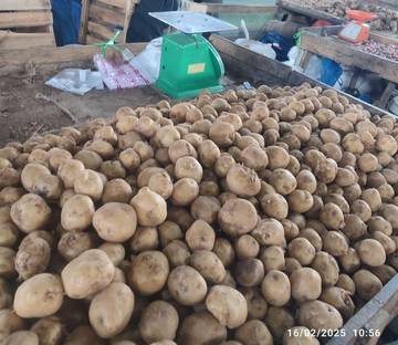 Dua Minggu Jelang Ramadan, Harga Kentang Takengon Naik