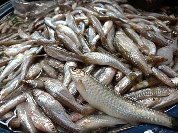 Ikan Depik Sekarang Minim Dipasaran