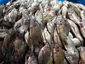 Ikan Mujair Sumber Protein Tinggi 