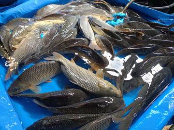 Ikan Bawal, Pilihan Budidaya yang Menguntungkan di Takengon 