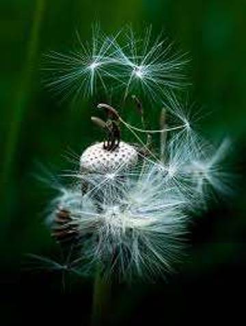 Pesona Dandelion, Tanaman Liar yang Dipandang Sebelah Mata
