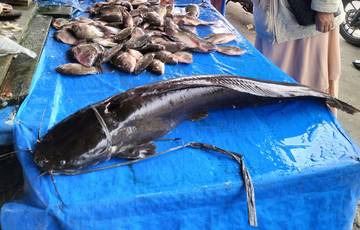 Lele Jumbo, Ikan Lezat Dengan Segudang Manfaat