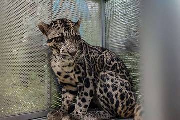 Macan Dahan Diusulkan Spesies Prioritas Konservasi Nasional