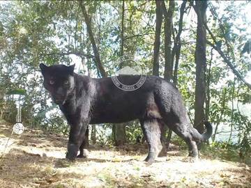 ​Satu Spesies, Dua Penampakan: Macan Tutul dan Macan Kumbang
