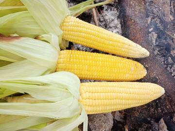 Jagung, Sumber Nutrisi Alami  Segudang Manfaat untuk Kesehatan