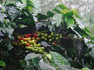 Kopi Gayo: Aroma Gunung, Cita Rasa Dunia