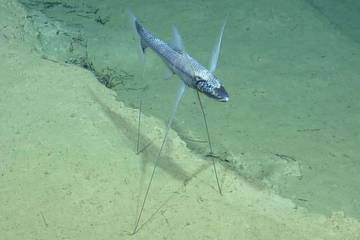 Prilaku Ikan Tripod Hidup di Kedalaman Ekstrem Laut