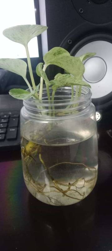 Tips Merawat Bunga Hias Air agar Tetap Segar 