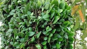 Sisik Naga, Penumpang dengan Banyak Manfaat untuk Kesehatan