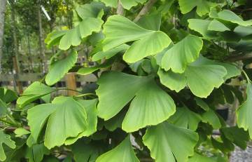Ginkgo Biloba: Solusi Alami untuk Tinnitus dan Vertigo