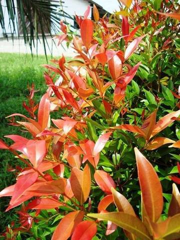 Dua Belas Khasiat Daun Pucuk Merah untuk Kesehatan