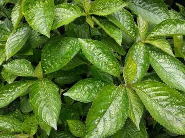 Khasiat Keji Beling, Herbal Alami Penghancur Batu
