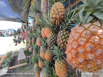 Berburu Nanas Manis di Pegasing