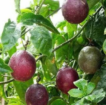 Markisa Buah Tropis Lezat Kaya Manfaat Kesehatan Tubuh