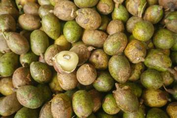 Beragam Manfaat Sehat dari Buah Matoa