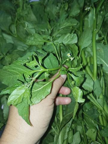 Khasiat Sayur Meranti, Rukut Pahit yang Kaya Manfaat