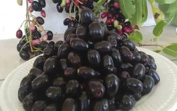 Jamblang, Buah Hitam yang Kaya Khasiat