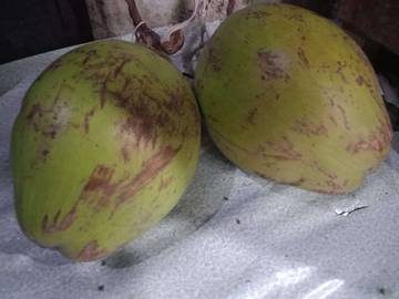 Demam Minum Air kelapa muda mengandung elektrolit alami