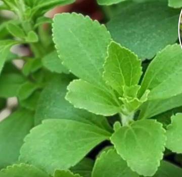 Stevia, Pemanis Alami Rendah Kalori Pengganti Gula Putih
