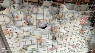 Harga Ayam di Aceh Tengah Masih Tinggi