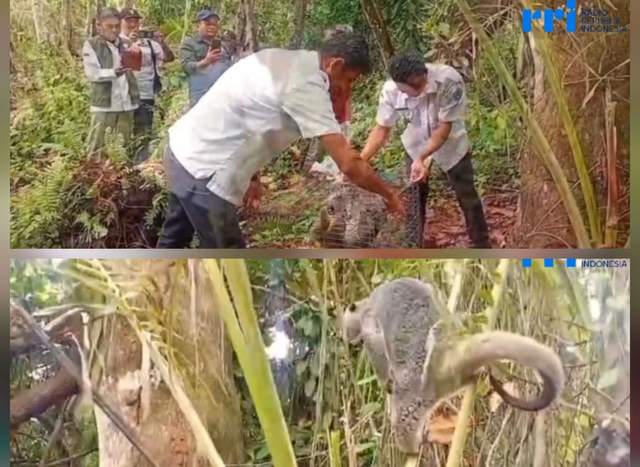 ​Pelepasliaran Beruang Talaud di Kecamatan Moronge