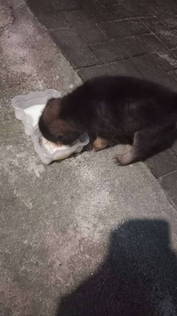 Manfaat Memelihara Anjing, Baik Untuk Kesehatan Fisik Mental