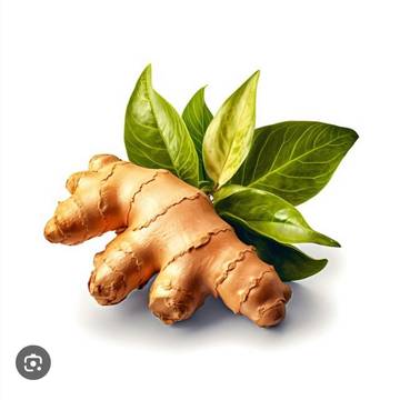 Cara Menanam Jahe Di Pot Atau Polybag