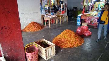 Harga Rica di Manado Turun, 60ribu Perkilogram