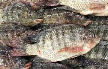 Perbedaan Ikan Nila Dan Ikan Mujair !