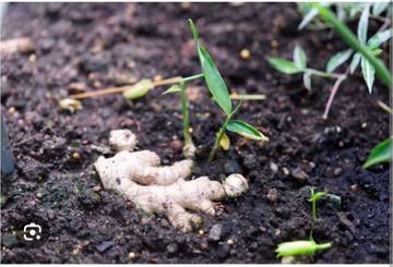 Budidaya Jahe: Panduan Praktis Untuk Pemula