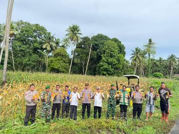 Kapolsek Kabaruan Pimpim Panen Jagung  Kuartal IV ​
