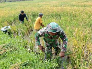 ​Babinsa Ambela Dampingi Petani Panen Padi Sawah ​