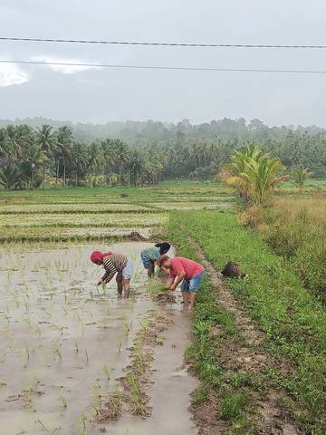 Pemkab Talaud Terus Perkuat Pangan Lokal