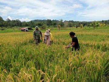 ​Babinsa Desa Ambela Dampingi Petani Padi Saat Panen