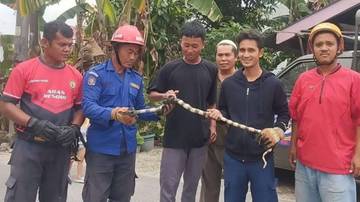 Damkar Tanjungbalai Evakuasi Ular Welang dari Permukiman Warga
