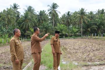 Pemkot Tanjungbalai Optimalkan Lahan Percontohan Padi Sawah