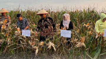Fadly: Panen Raya Jagung Perkuat Ketahanan Pangan