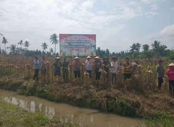 Polres Tanjungbalai Panen Jagung Dukung Ketahanan Pangan 