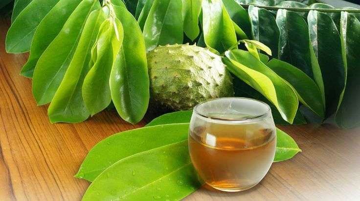Manfaat Daun Sirsak untuk Kesehatan, Alternatif Herbal Menjanjikan