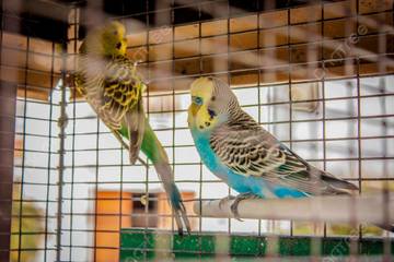 Pesona Burung Berkicau, Seni dan Harmoni dari Alam