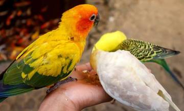 Menebar Cinta di Udara, Kebahagiaan Memberi Makan Burung
