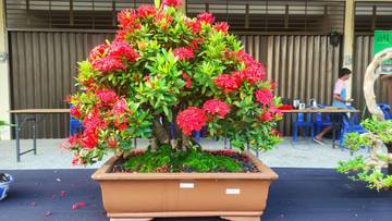 Indahnya Bonsai Bunga Asoka