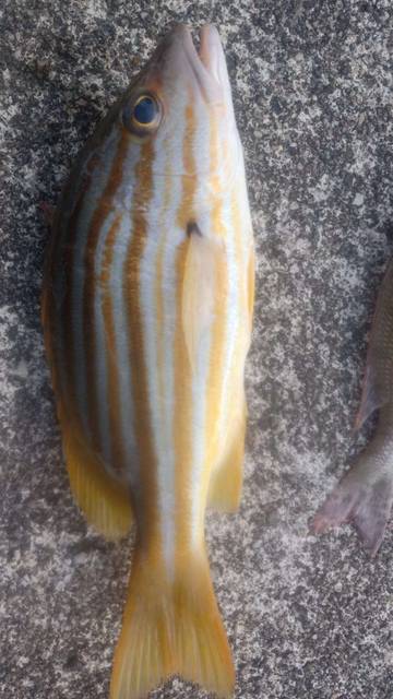 Jangan Sembarangan Mengolah Ikan Agar Tetap Berkhasiat
