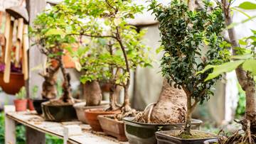 Inspirasi Desain Taman Mini dengan Tanaman Hias Bonsai