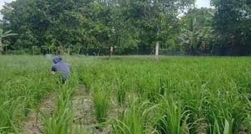  Petani Gunung Lengkuas Kembangkan Varietas Baru Padi Gogo