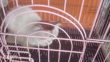 Hobby Pelihara Kucing? Perhatikan Hal Ini !