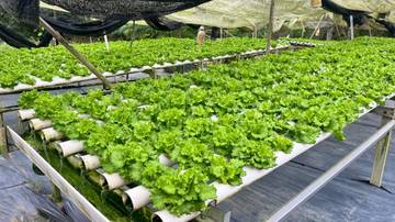 Petani Selada Hidroponik Bintan Penuhi Pasar Lokal