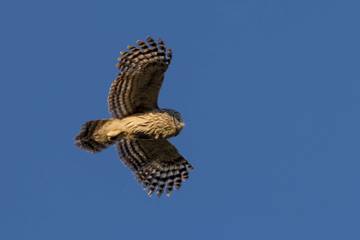 Burung Tidur Setengah Otak saat Terbang