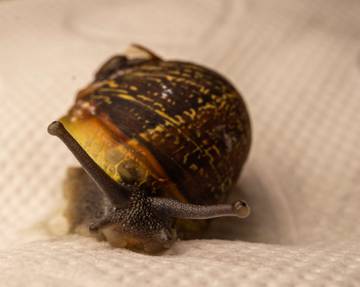 Siput Bisa Tidur Selama Tiga Tahun